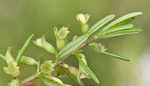 Apalachicola false rosemary